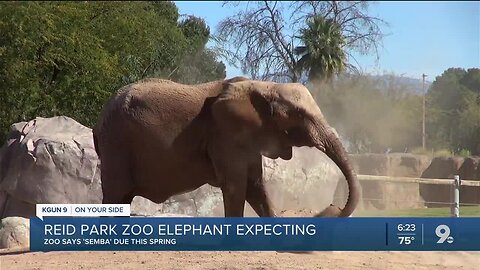 Baby elephant due in March or April at Reid Park Zoo