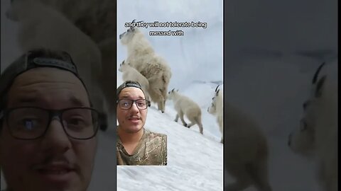 Goats headbutts dog off cliff!