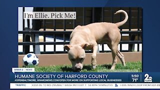 Ellie the dog is up for adoption at the Humane Society of Harford County