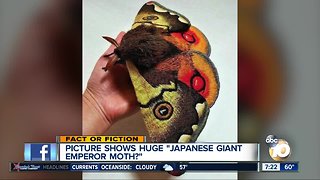 Picture shows Japanese Giant Emperor Moth?