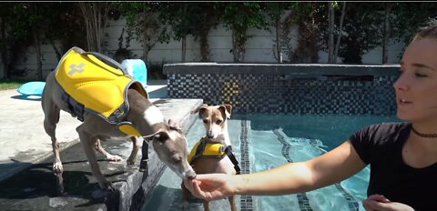 How To Teach My Dog To Swim