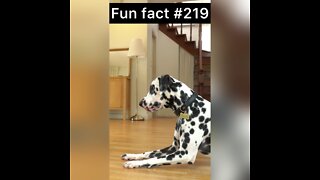 Dalmatian dogs are what?