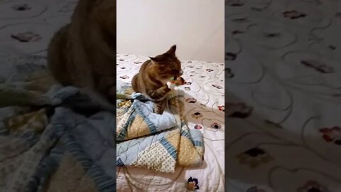 Cat Plays on Bed