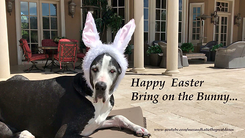 Great Dane reluctantly models Easter outfit