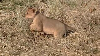 Brave Lion Cub Is Not Scared Of The Car!