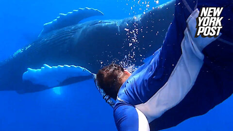 Singing humpback whales surround divers in this magical moment