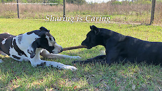 Happy Great Danes Chew The Same Stick ~ Sharing is Caring