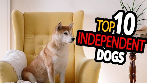 🐕❤️️Independent Dogs – TOP 10 Dog Breeds You Can Leave Alone At Home
