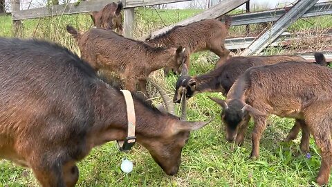 San Clemente Island Goats Are A Special Breed Of Goat 🐐