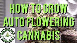 AUTO FLOWERS, How To Grow Auto Flowering Cannabis. Revolver Strain.