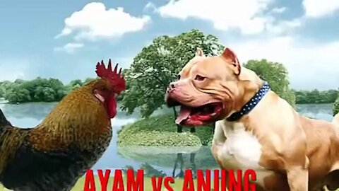 Hilarious dog fights a chicken and LOSES!