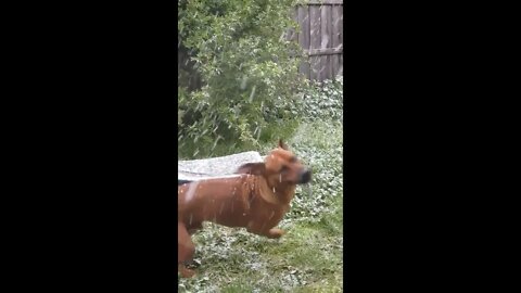 Rhodesian Ridgeback In Aussie Spring Snow - Rare.