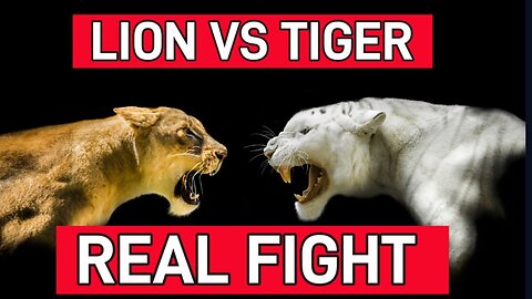 Best Lion Vs Tiger Fight Battle