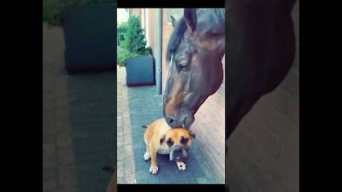 OMG❤ so funny horses #shorts , pony, equestrian, cute horses, horseracing, horses training