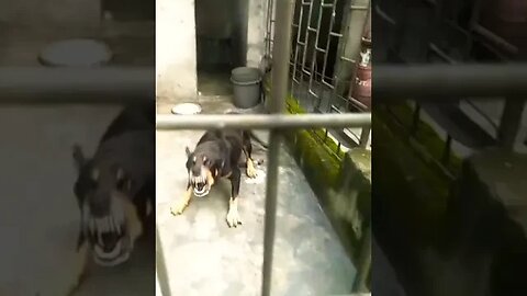 Rottweiler Barking & Charging at stranger #shorts #rottweiler #dog #doglover #dogbarking #trending