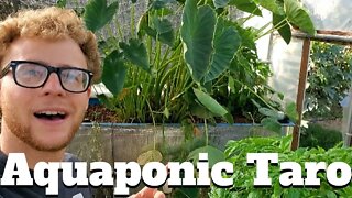 Aquaponic taro harvest (plants in aquaponics)