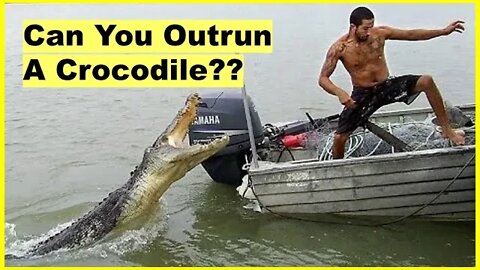 How Fast Can A Crocodile Run?