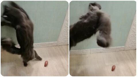 The cat somersaults at the sight of potatoes