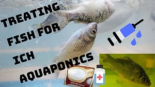Treating fish for Ich (hybrid aquaponic system)