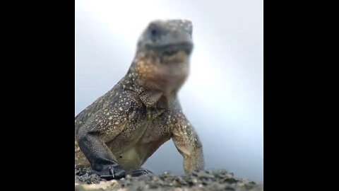 Tiny Warriors: Baby Iguanas Outsmart and Outrun Snake Ambush!"