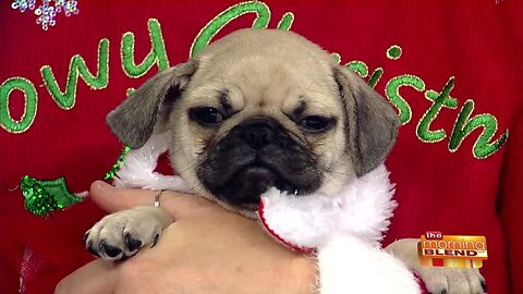 Finding Perfect Forever Homes for Pugs in Need