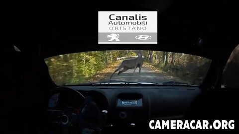 Video Rally Camera Car - CRASH DRAMMATICO CONTRO CAPRIOLO