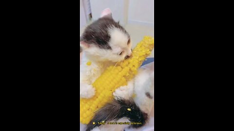 "Paws and Giggles Galore: The Ultimate Funny Animals and Cute Pets Compilation!"