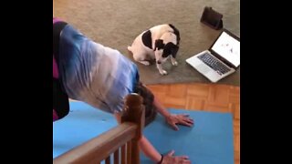 Dog imitates owner's yoga pose