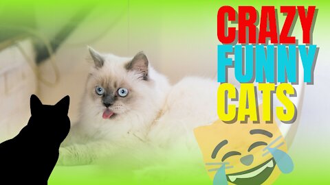 #1-Crazy and Funny Cat Videos to Keep You Smiling! 🐱- 2021 Cat