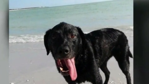After dog dies in Tampa, North Palm Beach vet says fatal saltwater poisoning in dogs rare