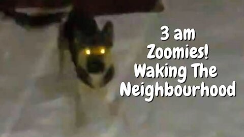 3am Dog Zoomie Ninja