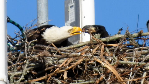 Growing Young Eagles Being Fed