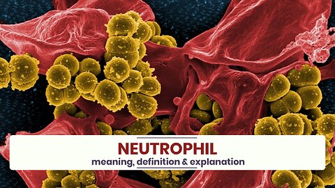 What is NEUTROPHIL?