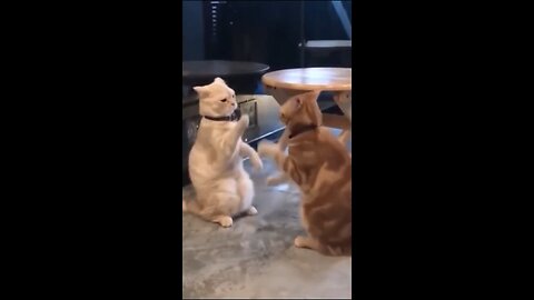 Funny animal videos 2024, funniest cats/dogs, funny animals , keep smiling