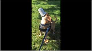 Dog needs no assistance drinking his Starbucks puppuccino