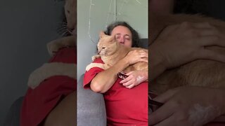 Cat Hijacks Video