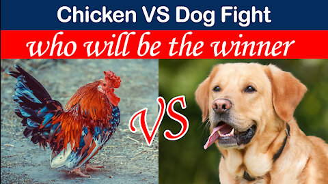 Funny Chicken VS Dog Fight - Funny Dog Fight Videos