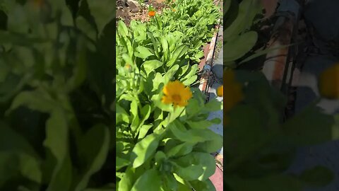 Are these marigolds???