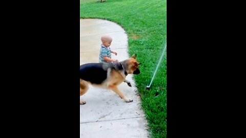 Dog and Baby Playing with Fountain 2022 - Funny Dog Videos 🐾