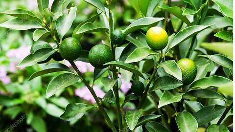 How to grow a lime tree