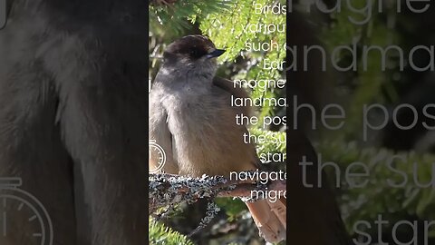 How do birds navigate during migration?