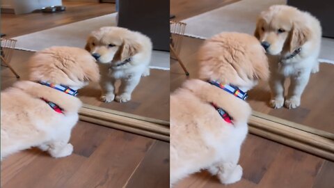 What was his reaction when Puppy saw his lookalike?