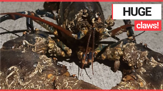 Man finds massive ancient lobster with a huge claw bigger than his own foot