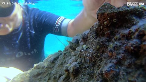 Une crevette montre ses talents de manucure à des plongeurs