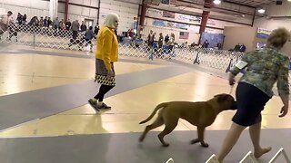 LonelyCreek at dog show Erin Mitchell at sandhills Bullmastiffs, Boaz #dogshow #bullmastiff ￼￼