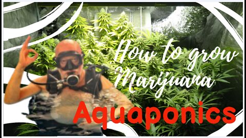 How To Grow Cannabis - Aquaponics