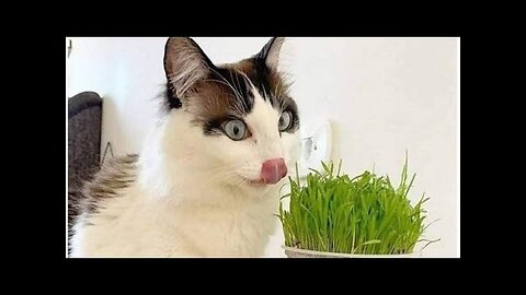 Best Funny Animals 2023 😂 Funniest Cats and Dogs 😻🐶