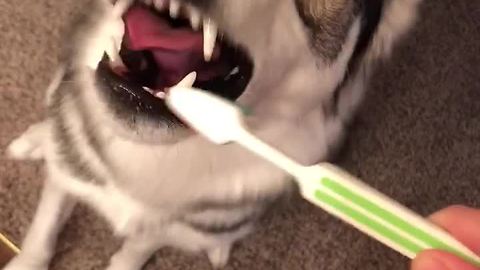 Dog Sucker For Hygiene Loves Getting Her Teeth Brushed