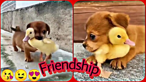 So Cute Duck baby Care Dogs baby | Duck & Dogs Friendships