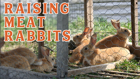 Raising Rabbits for Meat... Is It Feasible? (Pantry Chat with Daniel Salatin)